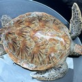 World Sea Turtle Day, il WWF Molfetta racconta le iniziative per la tutela delle tartarughe