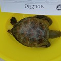 Rarissima tartaruga verde trovata morta tra Molfetta e Bisceglie