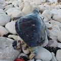 Giovane tartaruga verde trovata morta sul lungomare di Molfetta
