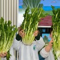 La Cicoria Puntarelle Molfettese arriva a scuola
