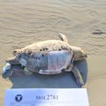 Aumentano i ritrovamenti di tartarughe marine morte a Molfetta: l'ultimo esemplare spiaggiato a Cala Sant’Andrea