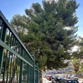 Al playground Francesco Valente saranno sostituiti sette pini a rischio caduta