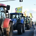 L’opposizione civica al fianco degli olivicoltori: «Il loro lavoro va difeso, il loro reddito tutelato»