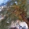 Alberi potenzialmente pericolosi in due zone della città: la segnalazione