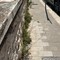 Via Giacomo Puccini, lettore segnala la mancata pulizia della strada