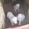 Due cani finiscono in un pozzo a Molfetta: salvati dai Vigili del Fuoco