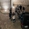 Baby-gang e spaccio di droga, l'allarme dei residenti: «Sicurezza a rischio»