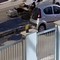 Cani randagi aggressivi a Molfetta: smontano il paraurti di un'auto per attaccare un gatto