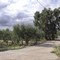 L'ulivo di Antignano, una storia dal passato antico