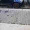 Deiezioni canine in strada a Molfetta. Polemica sui social