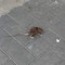 Topi nei pressi della villa comunale a Molfetta: la segnalazione