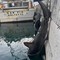 Squalo volpe da circa 200 chilogrammi trovato morto a Molfetta: la carcassa recuperata nel porto
