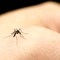 Rimedi naturali  contro le punture di zanzara