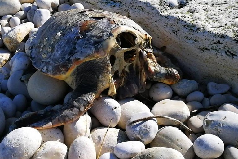 carcassa tartaruga decapitata