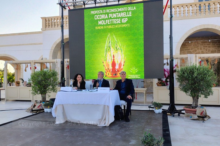 La cicoria puntarelle molfettese, eccellenza del territorio, pronta per il marchio IGP. <span>Foto Ida Vinella</span>