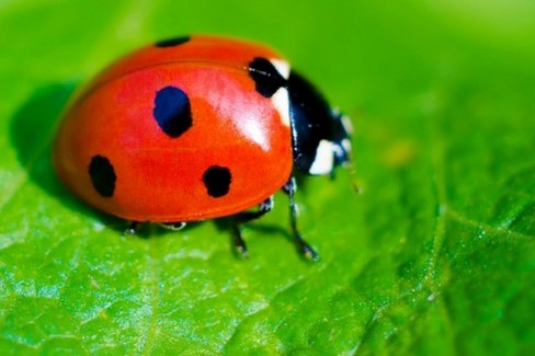 coccinella