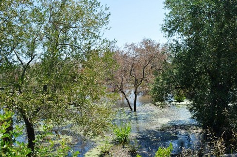 reflui contrada manganelli. <span>Foto Isabella de Pinto</span>