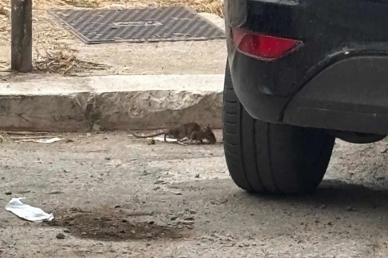 Topi a Molfetta