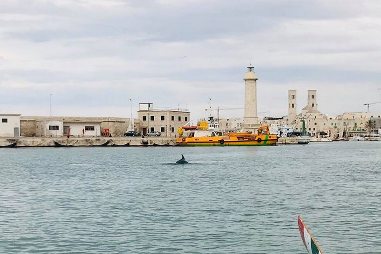 delfino porto Molfetta (foto di Carlo Pisani)