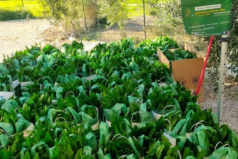 Cicoria puntarelle di Molfetta