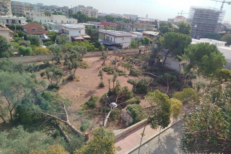 Alberi via Falcone