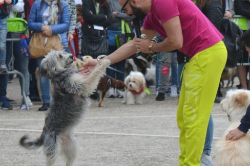 Festa del Bastardino 2016. <span>Foto Isabella de Pinto</span>