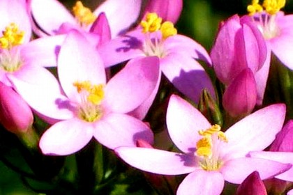 fiori
