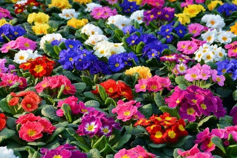 Fiori