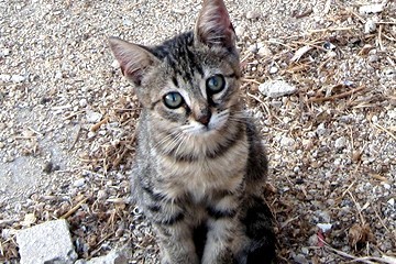 Gatto