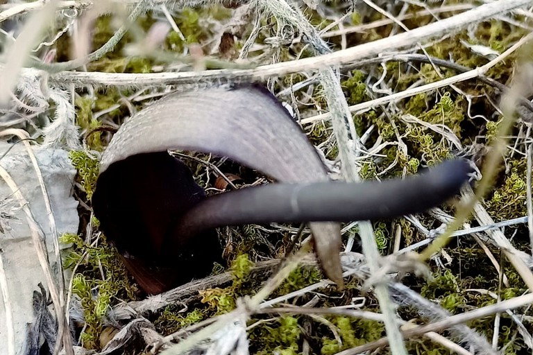 Censita una rara specie di gigaro nel parco naturale di Lama Martina