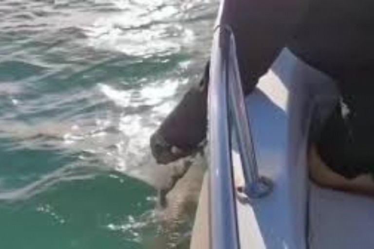Dispersione delle ceneri funebri in mare