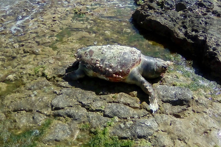 La tartaruga spiaggiata alla Seconda Cala