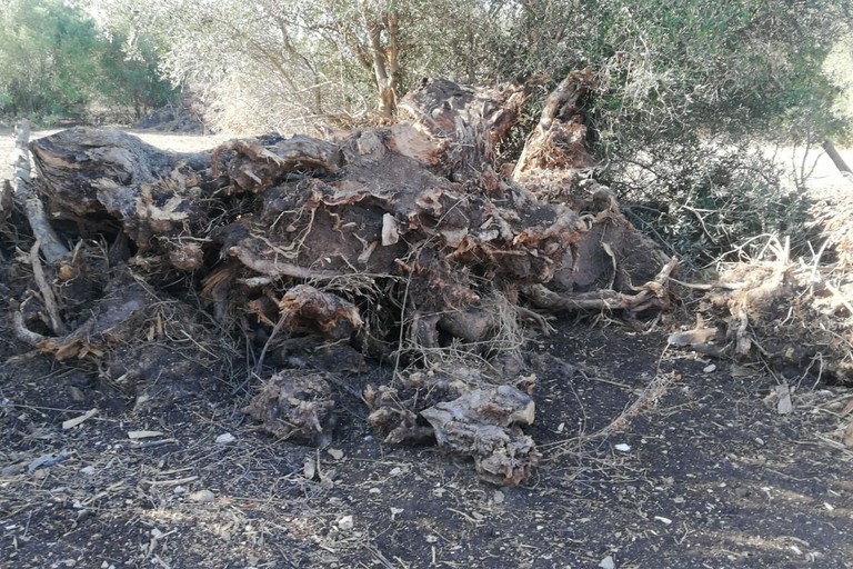 Gli alberi d'ulivo espiantanti a Molfetta