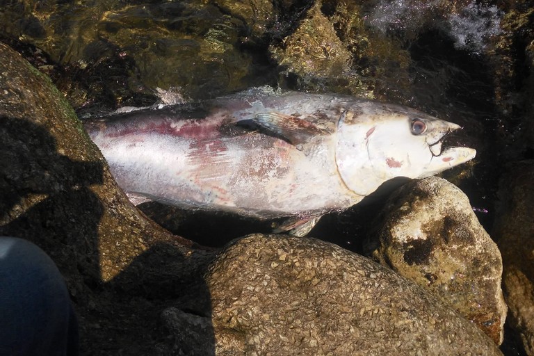 Il tonno ritrovato sul lungomare Colonna