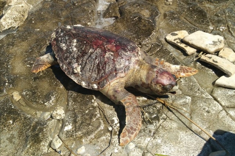 La tartaruga rinvenuta nei pressi del lido Bahia