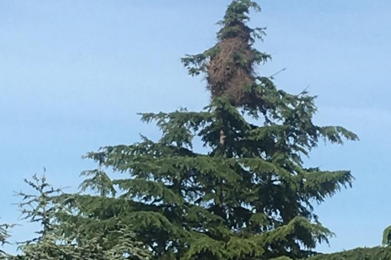 Gli alberi del giardino della scuola Rodari