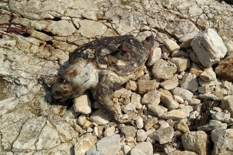 La tartaruga rinvenuta a Torre Gavetone