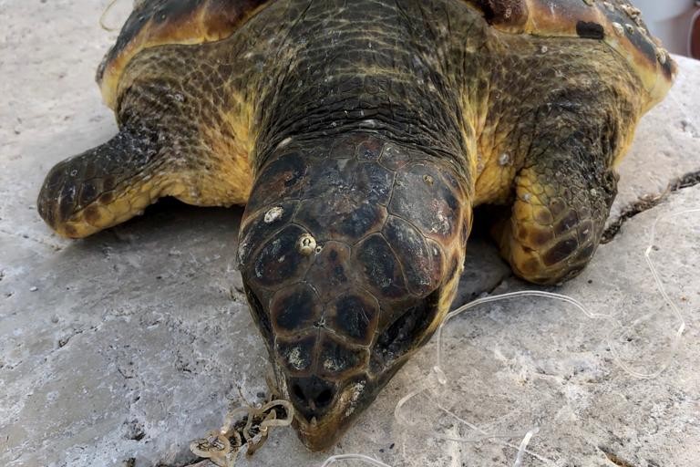 La tartaruga rinvenuta nel porto di Molfetta