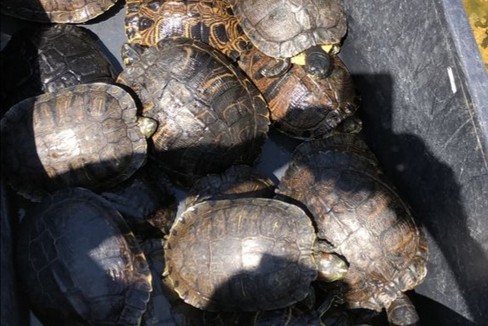 Le tartarughe di acqua dolce sequestrate dai Carabinieri