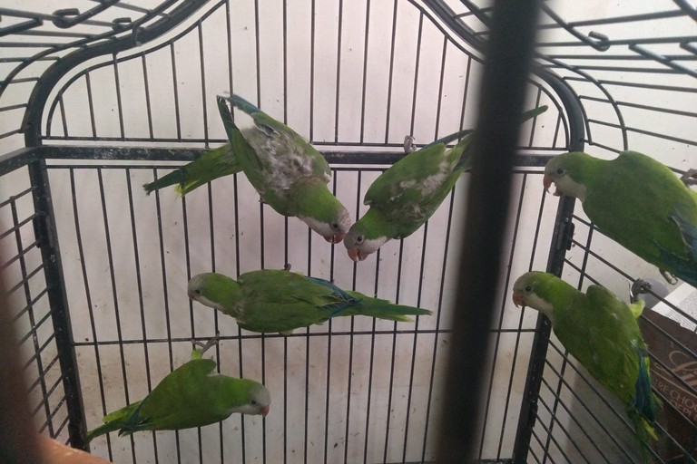 I pappagalli sequestrati dai Carabinieri del Cites