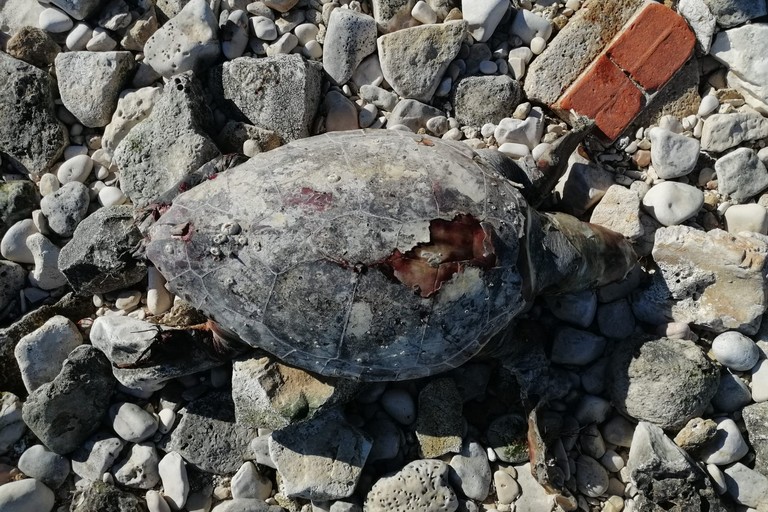 Una delle tartarughe spiaggiate a Molfetta