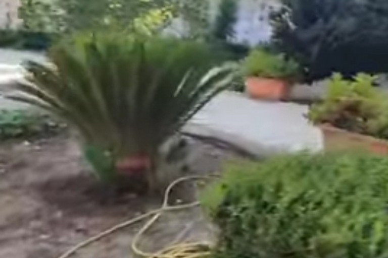 Orto nel cimitero