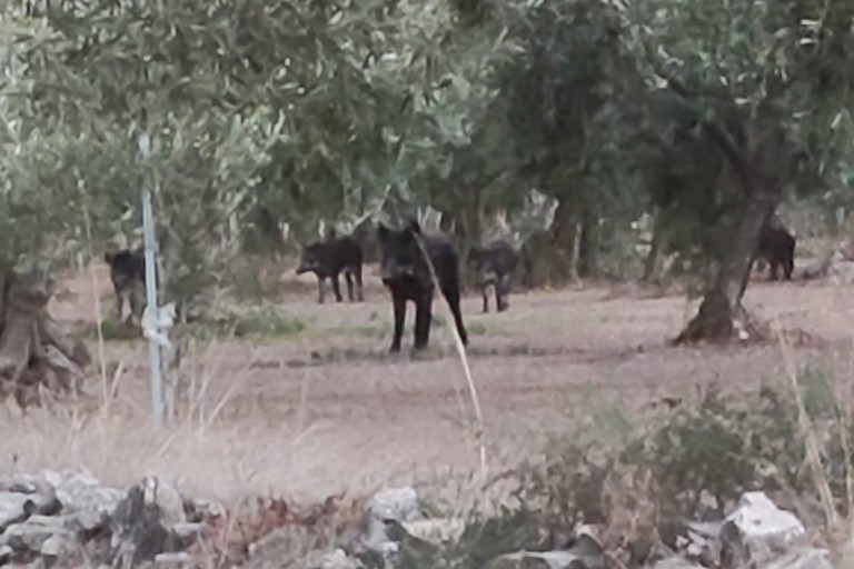 Branco di cinghiali avvistato sulla Molfetta-Terlizzi