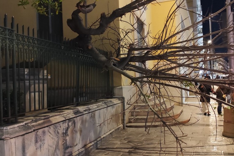 Cedimento albero