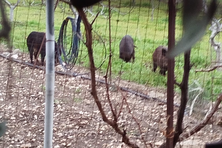 I cinghiali a Torre Calderina