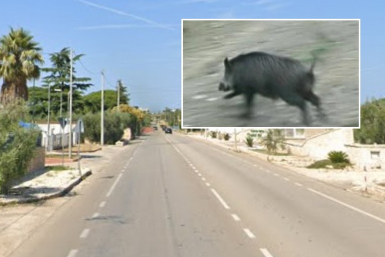 Cinghiale sulla SP Molfetta-Terlizzi