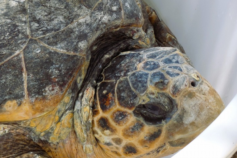 Tartaruga Caretta Caretta