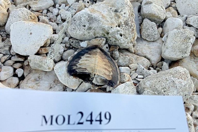 Spiaggiamento di una rara tartaruga verde