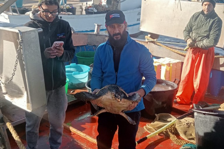 Nuovo salvataggio di una tartaruga Caretta Caretta