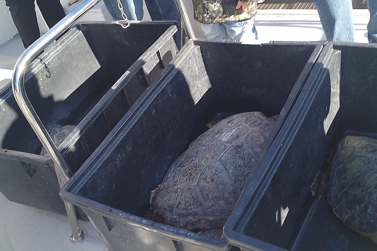 Liberazione di cinque tartarughe marine